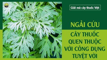 Ngải Cứu- Cây thuốc quen thuộc với công dụng tuyệt vời