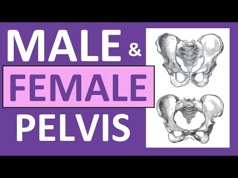 Video: Pubic Bone In Women And Men - Structure, Pain