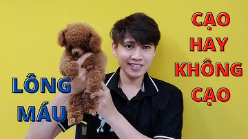 Cạo Lông Máu Cho Chó Poodle - Nên Hay Không | Tìm Hiểu Về Giống Chó Poodle | Zuli Pet