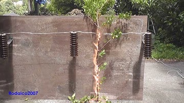 Tree branch touching a 22000 Volts power line
