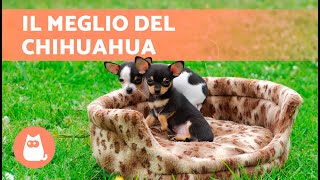 VANTAGGI di avere un CHIHUAHUA ✅ (Top 5 MOTIVI)