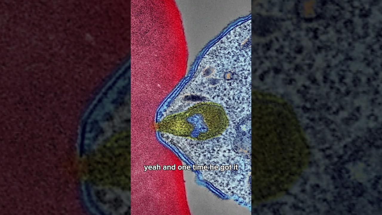 Mosquitoes in Africa|Joe Rogan 