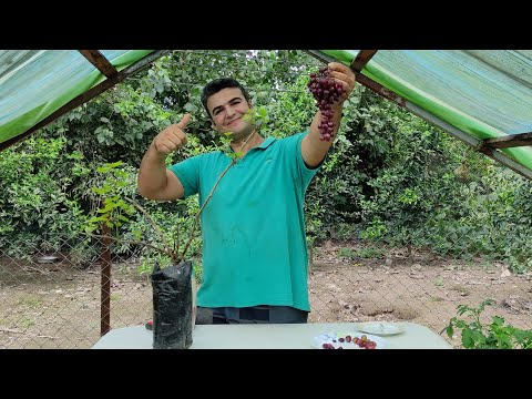 کاشتن بذر انگور و دست یابی به گونه های کمیاب به سه روش عالی و ساده با موفقیت