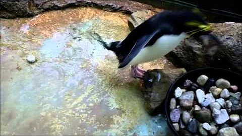 Detroit Zoo | Penguins Build Nests