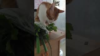 Can Cats Eat Celery | Is Celery Safe For Cats Content