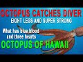 Octopus rides a scuba diver in Hawaii | Underwater Air Rings | Scuba Hawaii