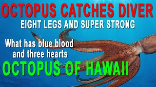 Octopus Rides A Scuba Diver In Hawaii Underwater Air Rings Scuba Hawaii
