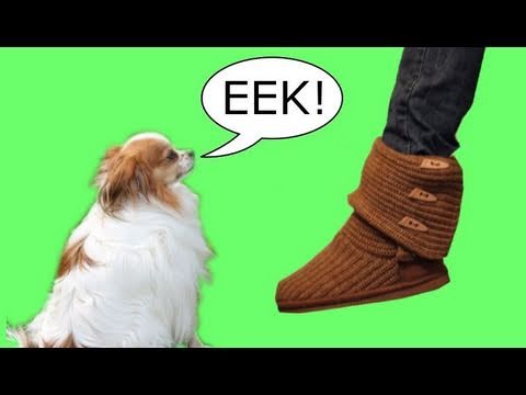 How To Get Dogs Not Scared Of Feet How To Get Dogs Not Scared Of Feet