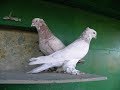 Андижанские (узкочубые) голуби (фильм Олега Иванова), узбекские голуби