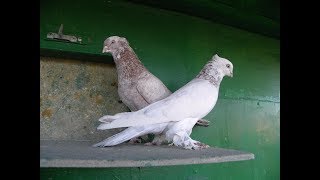 Андижанские (узкочубые) голуби (фильм Олега Иванова), узбекские голуби Андижанские (узкочубые) голуби (фильм Олега Иванова), узбекские голуби