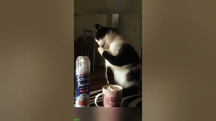 Watch the video about Cat Funny Videos 🐱 Favorite Friends 😻 # Part 4532