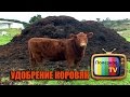 УДОБРЕНИЕ КОРОВЯК! СВОЙСТВА, ПРИГОТОВЛЕНИЕ И РАСХОД