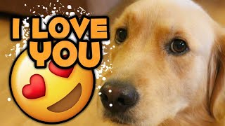 Dog can say he loves you/top 5 crazy pets