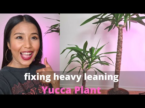 Video: Yucca Nyumbani