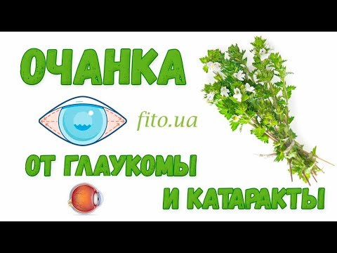 Очанка для глаз от глаукомы и катаракты - применение, свойства