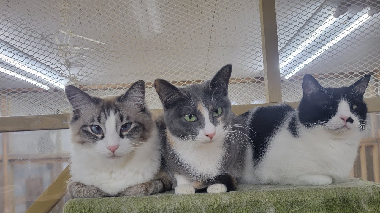 【今日はひな祭り…🐱ひな祭りと言えば…⁉️】Smile to Heart 【譲渡型保護猫カフェ】ねこまる がライブ配信中！