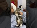 #catdance #fun #cute