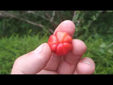 Acerola or Barbados cherry (Malpighia emarginata) - maybe the most Vitamin C rich fruit in the world