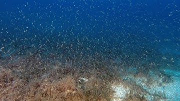 Biodiversity: Using acoustic ocean technology for sustainable krill harvesting