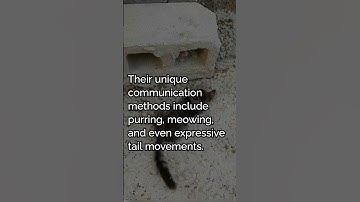 EXPOSED! Secret Life of Cats: Hidden Beheviors Revealed! #shorts