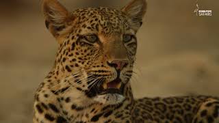 Safari Diaries: Leopard Beach