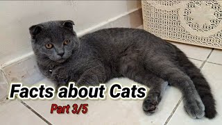 Revealing a Fact about cats | Part3 | Cat facts | Facts about cats | Scottish fold | Misty #catfact