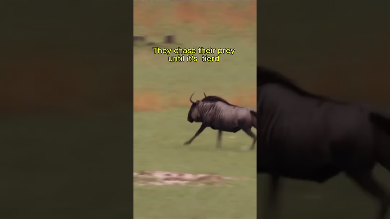 How African Wild Dogs Hunt: Amazing Pack Predators in Action 