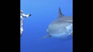 🦈 Крупнейшая снятая на камеру белая акула, замеченная у  #shorts