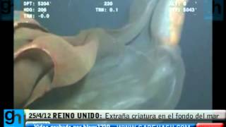 EXTRAÑA CRIATURA GRABADA EN EL FONDO DEL MAR  EN EL REINO UNIDO 16 MAYO 2012