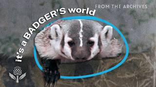Why You Shouldnt Mess With Badgers (1980)