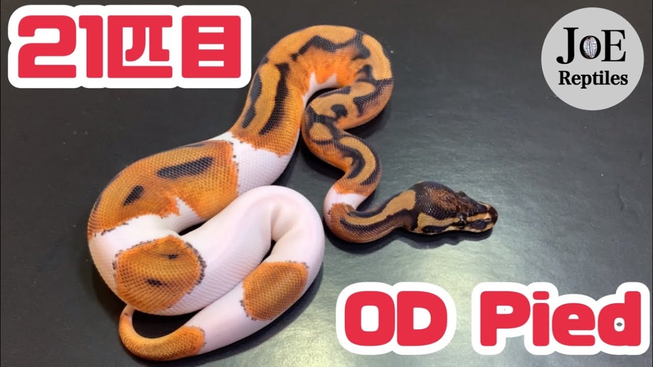 お迎え】めちゃくちゃ綺麗‼︎ オレンジドリームパイボール ボール