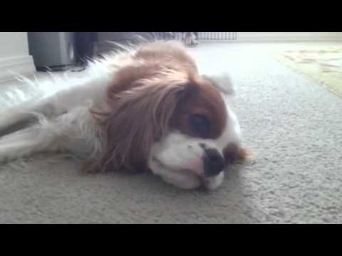 The Adventures of Brutus and Portia Cavalier King ...