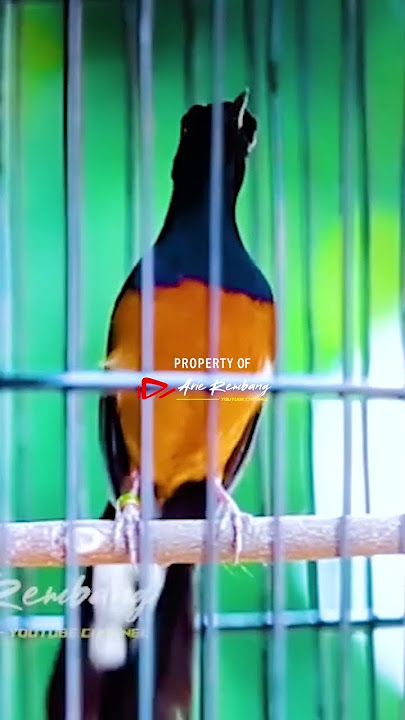 MURAI ISIAN PEDES ISIAN NGESAP
