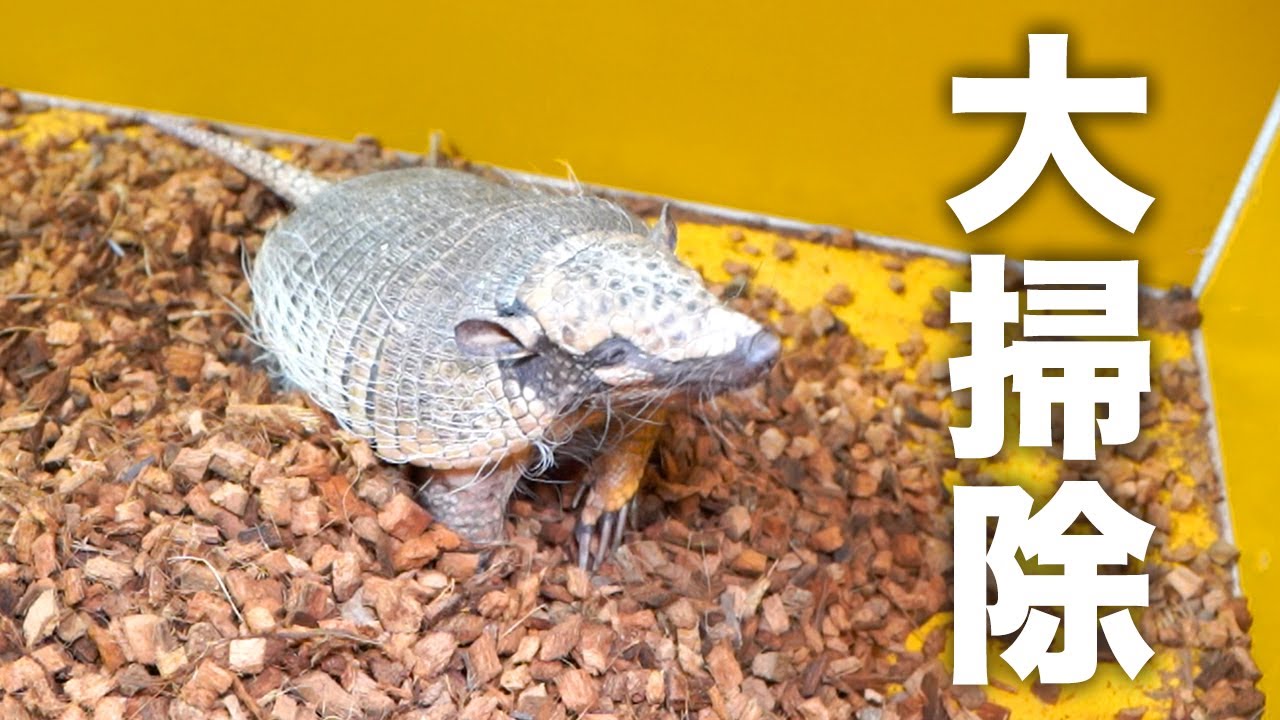 An armadillo who just wants to go for a walk - YouTube