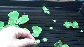 Wintering  Water Garden Pond  Plants Indoors