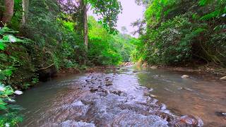 River Sounds for Deep Sleep with Tranquil Water Flow Through a Hidden Rainforest Sanctuary
