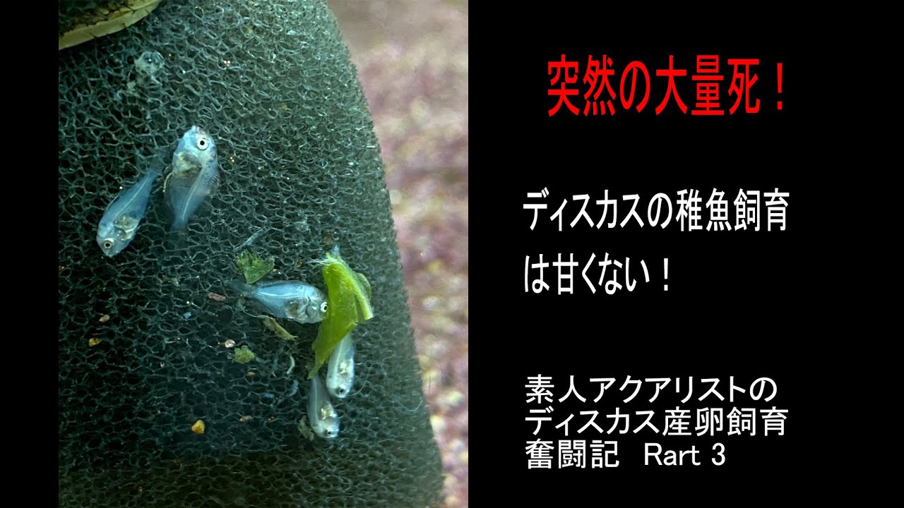 ディスカス稚魚飼育は甘くない 飼育録part３ Youtube
