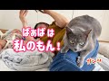 ばぁば来たぁ 圧倒的に猫に好かれる ばぁばが偉大過ぎた ばぁば来たぁ 圧倒的に猫に好かれる ばぁばが偉大過ぎた