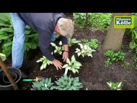 Video: Was ist eine Fransen-Tulpe – Wie man Fransen-Tulpensorten in Gärten anbaut