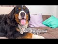Cute Bernese Mountain Dog and Funny lazy Cat