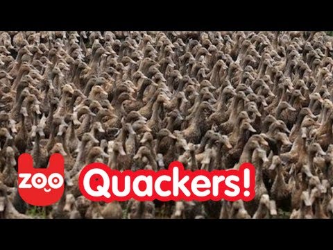 5000 Ducks Go For A Walk