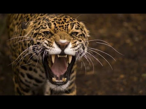 Angry jaguar 😬