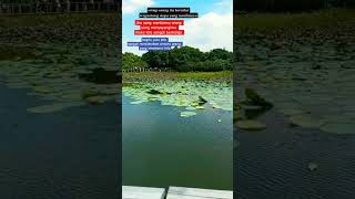 Download Lagu HAWANE SILIR2 ||WEDLANPARK TINSUIWAI HONGKONG MP3