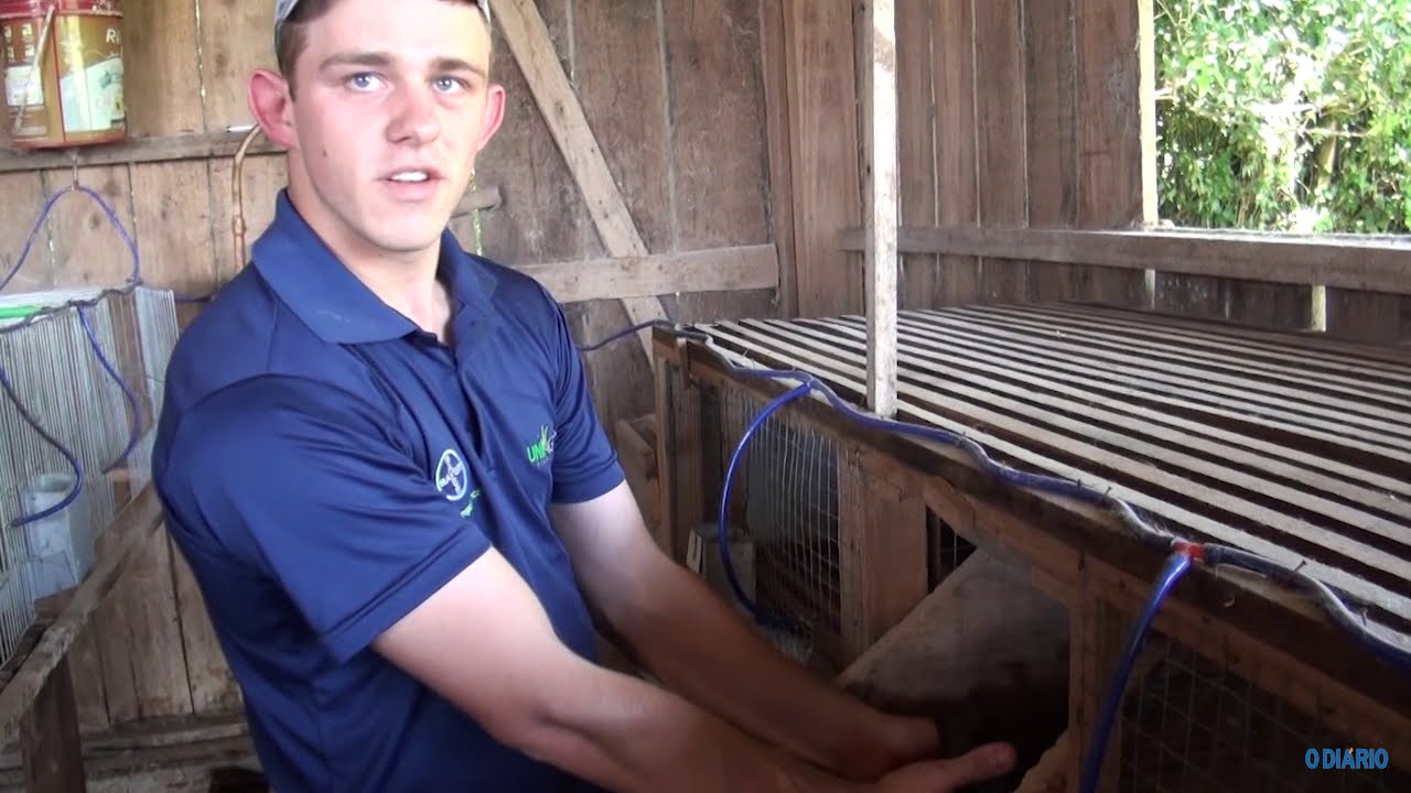 JOVEM INVESTE NA CRIAÇÃO DE COELHOS GIGANTES