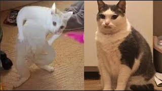 Funniest Animals  New Funny Cats and Dogs Videos  Part 6