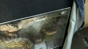 Getting out a tame Retic