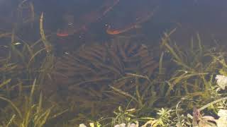 Bullseye snakehead fish