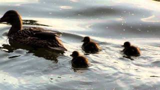 Утка с утятами плавают в пруду усадьбы Кусково