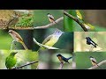 Jenis Burung Yang Wajib Kalian Punya Di Taun Untuk Pemula Kicau Mania Mp3 - Mp4 Download