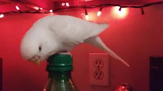 Budgie Pedra on top of 2 liter Sprite